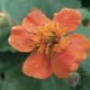 39 Blume